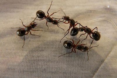 Ants