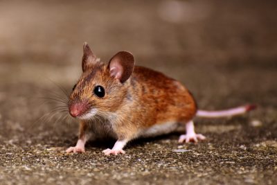 Field mouse