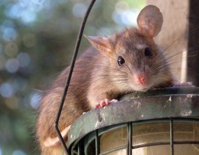 Rat at a bird feeder
