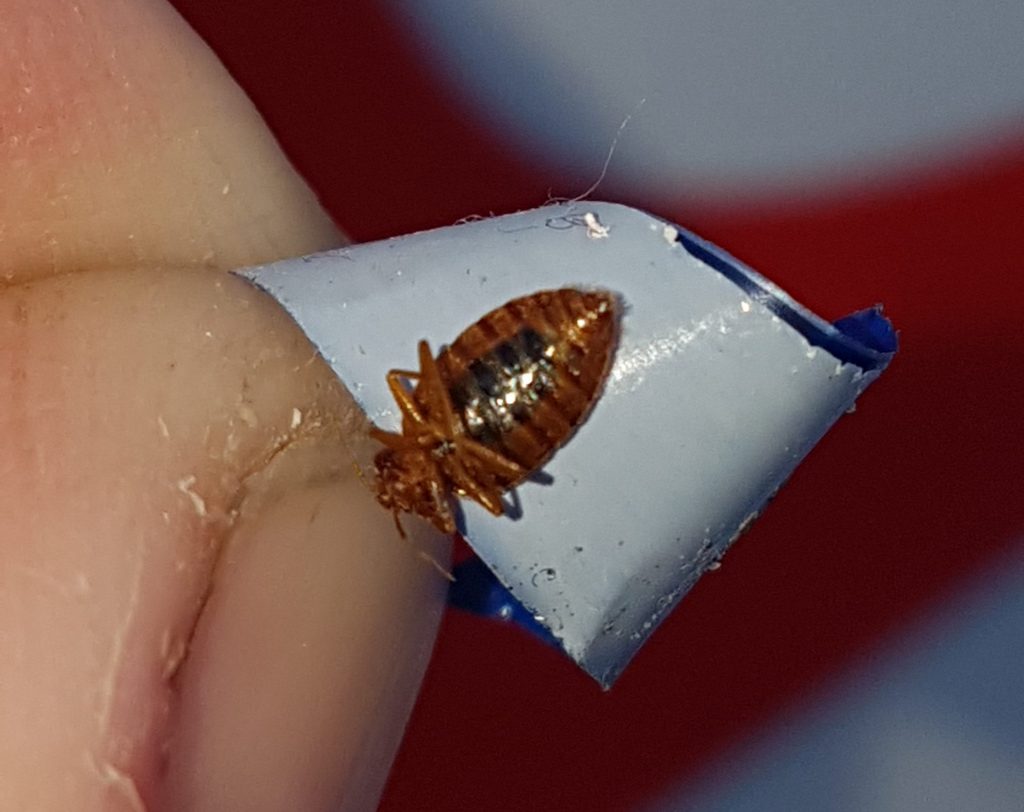 Bed bug Croydon