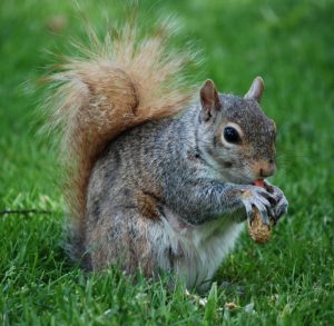 Squirrel Control