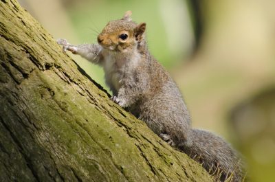 Grey squirrel in a tree