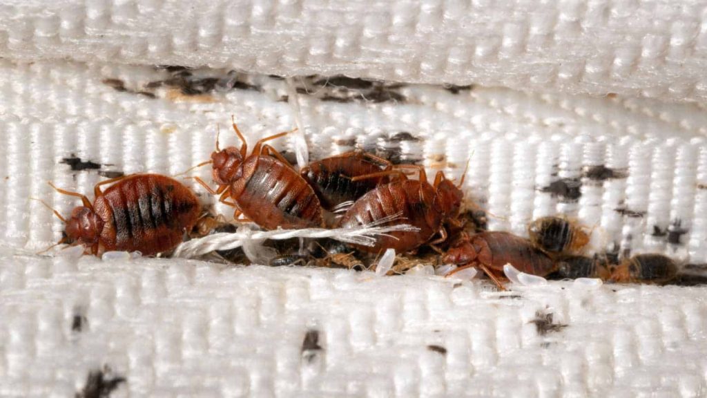 Bed bugs on a mattress seam found during an inspection in Bromley